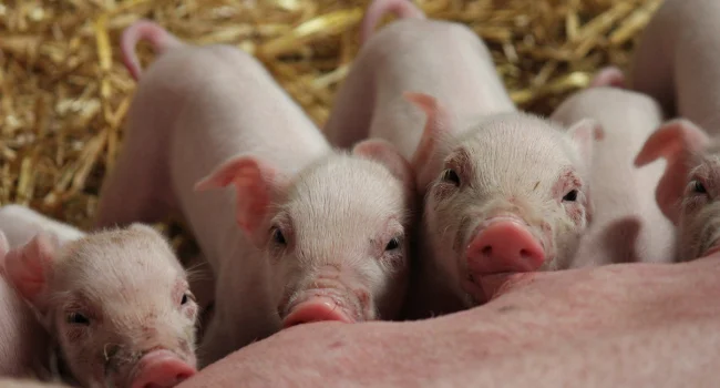 Latest findings - effect of DON mycotosin on pig health